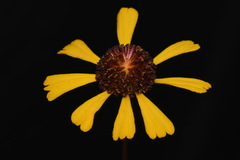 Helenium brevifolium
