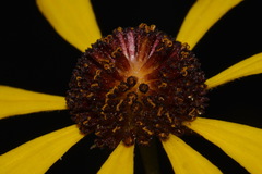 Helenium brevifolium