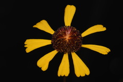Helenium brevifolium