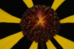 Helenium brevifolium