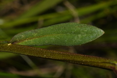 Helenium brevifolium