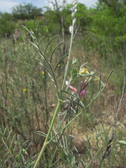 Astragalus brachylobus