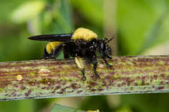 Laphria macquarti
