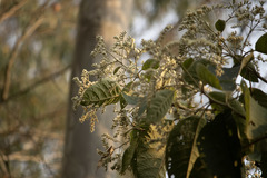 Angiospermae