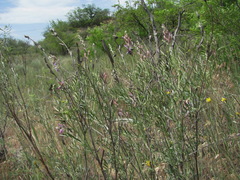 Astragalus brachylobus