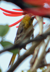 Icterus bullockii