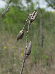 Astragalus brachylobus