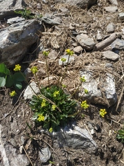 Draba hispida