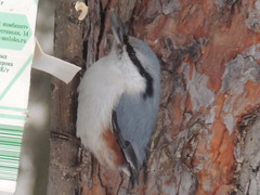 Sitta europaea europaea