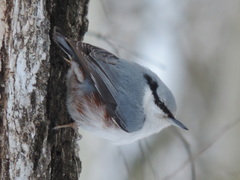 Sitta europaea europaea