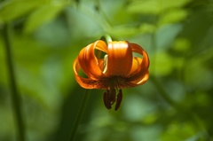 Lilium carniolicum