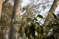 Angiospermae