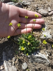 Draba hispida