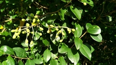 Ligustrum liukiuense