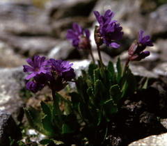 Primula glutinosa