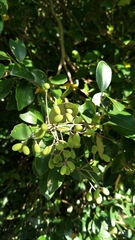 Ligustrum liukiuense