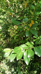 Ligustrum liukiuense