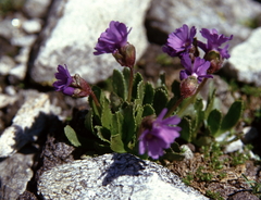 Primula glutinosa