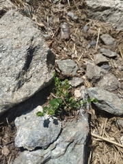 Veronica telephiifolia glareosa