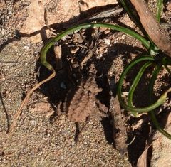 Brachycerus muricatus