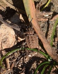 Brachycerus muricatus