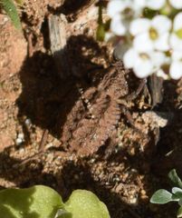 Brachycerus muricatus