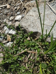 Veronica telephiifolia glareosa