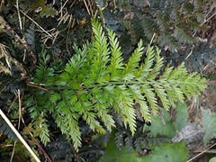 Asplenium appendiculatum maritimum