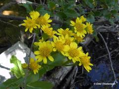 Senecio fistulosus