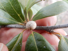 Allokermes cueroensis