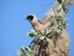 Remiz pendulinus caspius