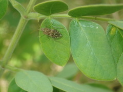 Cebrenis cauta