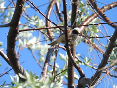 Remiz pendulinus caspius