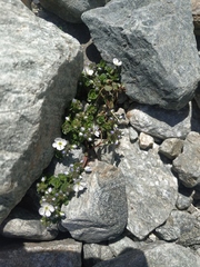Veronica telephiifolia glareosa