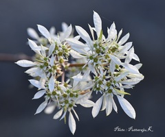 Euphorbia leucocephala