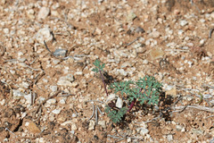 Cymopterus purpureus