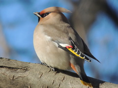 Bombycilla garrulus garrulus