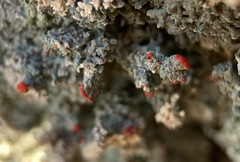 Cladonia cristatella