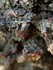 Cladonia cristatella