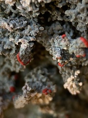 Cladonia cristatella
