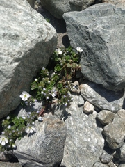 Veronica telephiifolia glareosa