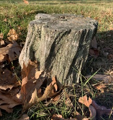 Cladonia cristatella