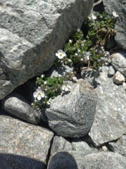 Veronica telephiifolia glareosa