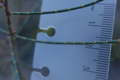 Allocasuarina paludosa