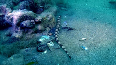 Syngnathus variegatus