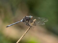 Orthetrum robustum