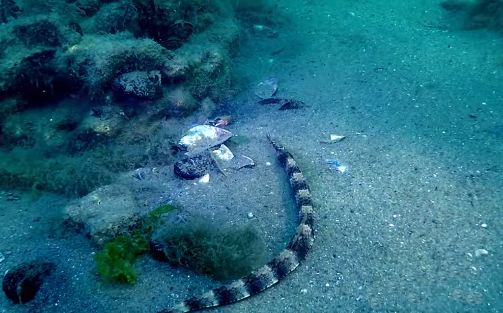Thickly Snouted Pipefish