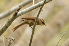 Dendroma rufa