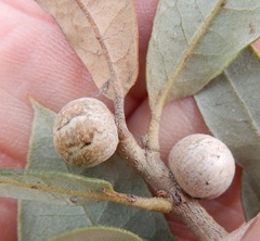 Allokermes cueroensis