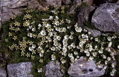 Cerastium uniflorum